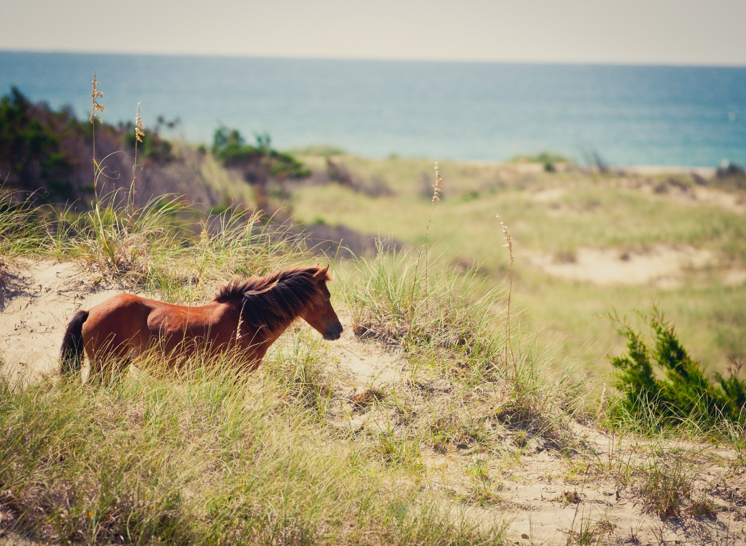 things to do outer banks wild horses